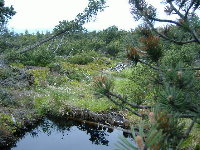 Georgenfelder Hochmoor Georgenfelder Hochmoor